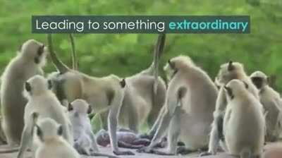 Monkeys mistake the spy robot to be a dead monkey and mourn