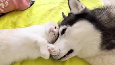 Mutual feeling
