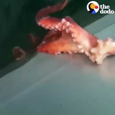 ? Octopuses are one of the smartest animals too