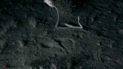 ? How Kangaroo Rats avoid being eaten by snakes ?