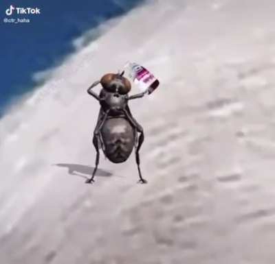 The Fly do be vibing.