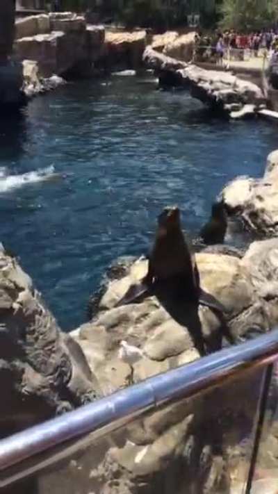 Recorded this in Seaworld recently ?