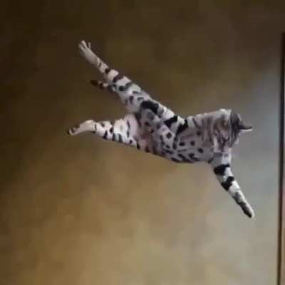 ? Cats are distinguished by their special grace and their unsurpassed ability to land on all four paws after any flip.