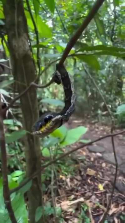 When facing a potential threat, the hawk moth caterpillar (??????????) takes the form of a pit viper.