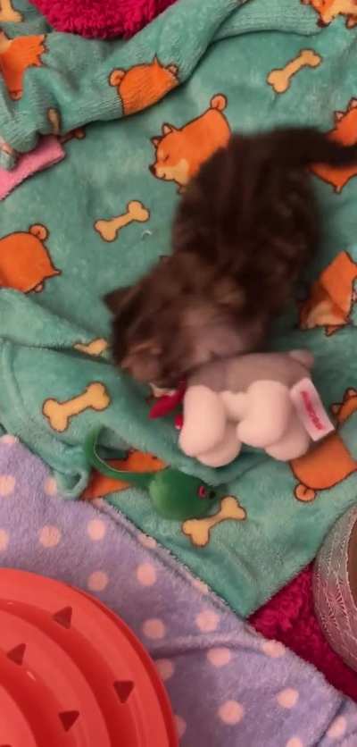 Baby Clementine just learned how to play. Sadly she doesn’t have any siblings to play with so a toy will have to do ?