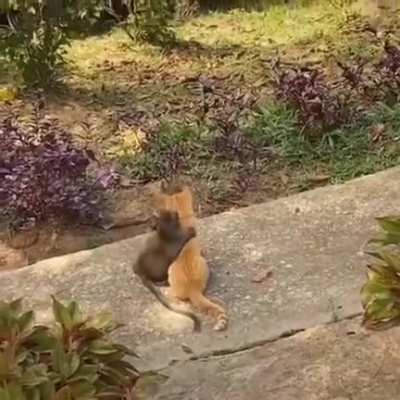 ? Monkey hugging a cat