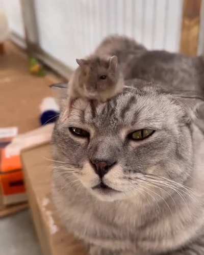Hey! It didn't go like this in Tom &amp; Jerry!!