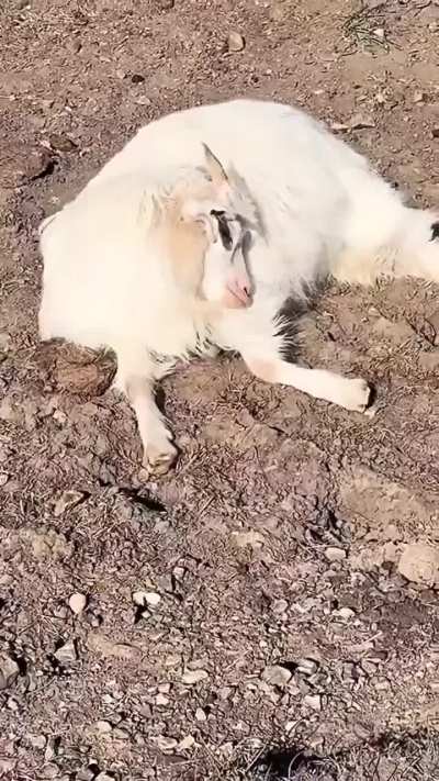 Goat realizing she slept in through her herd leaving