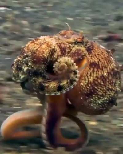? Running Octopus