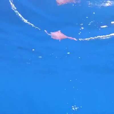 ? Gnarly Little Jellyfish getting caught in a bubble ring!