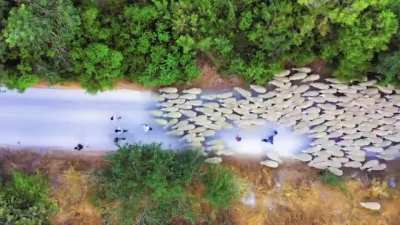 Herding Sheep