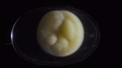 ? Timelapse of a salamander growing from a single cell, into a complete, complex living organism over three weeks.