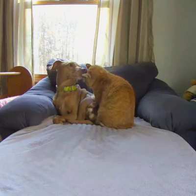 Joule and Kelvin are best friends