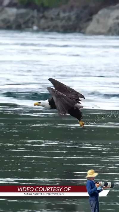 ?Beautiful Bald Eagle getting a meal ?