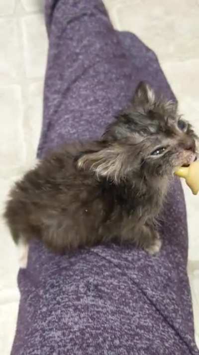 "8 week old the size of a 2 week old" needs a better name. Also, a very good Shaggy boi at the end waiting to lick up spilled formula.
