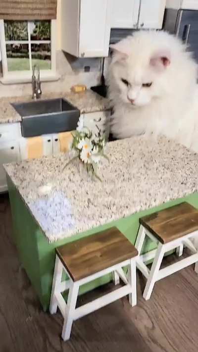 As requested,  more of my cats playing in my mini kitchen. Typical cat..knocking things off the counter.  No matter the scale ?