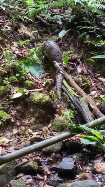 ?Pangolin and its kid