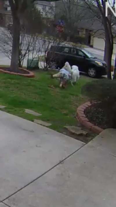 Made a mistake by being off guard and was dragged through yard by Great Pyrenees who determined to get squirrel
