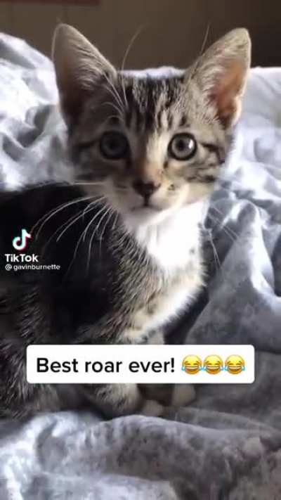 Roar!
