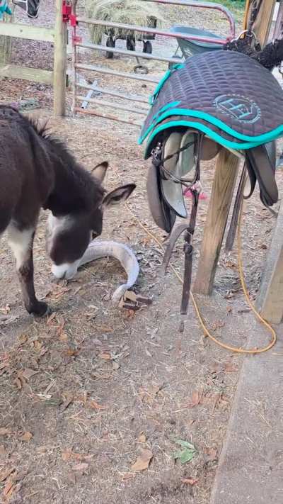 My derpy donkey loves dragging all my tack and brushes all over the yard.