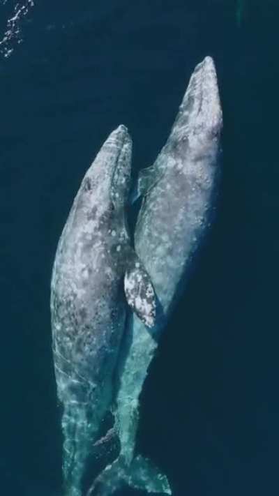 Whale Hugs &amp; Synchronized Breathing, Magical.