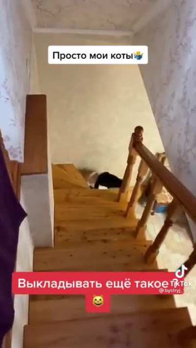 Cat fight