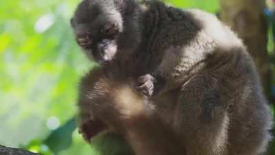 ? Lemurs get high by biting cyanide secreting millipedes