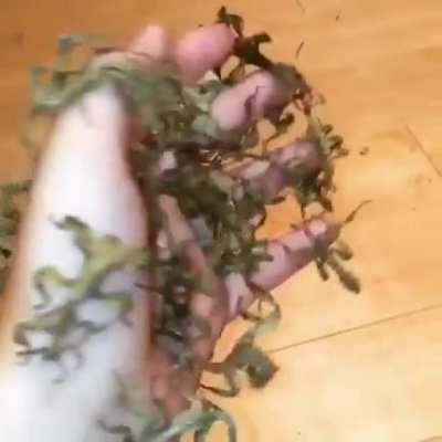 Wtf are those