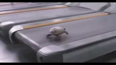 A fast, tiny and impressive turtle