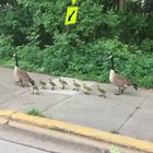 The Family walk