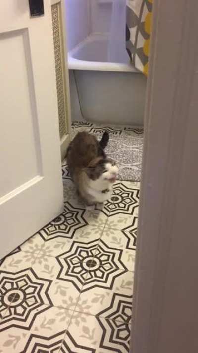 here is Hoagie who yells when we shower