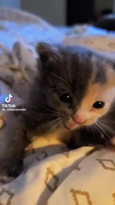 The little head shakes ?