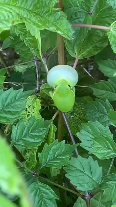Froggy alarm
