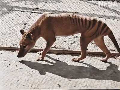 ? Century-old colorized footage of the last known Tasmanian Tiger in captivity