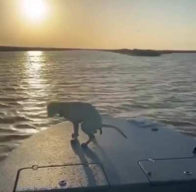 WCGW leaving your dog loose on a boat