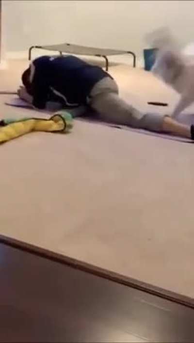 Dog tries to convince its owner to play