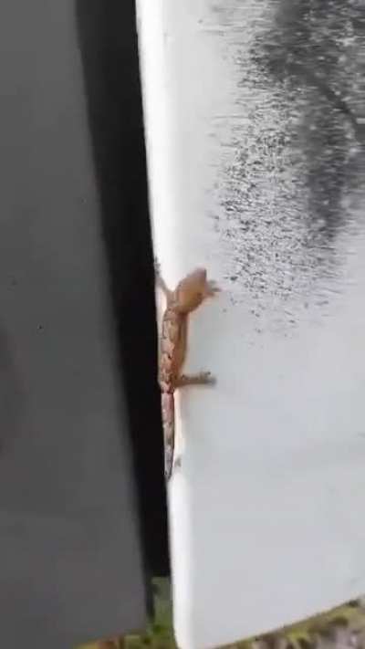Lizard holding on for dear life...