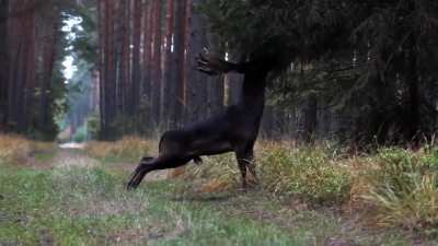 ?This incredibly rare black deer, estimated to occur in only 1 out of every 500,000 deer, was spotted in Poland's Barycz Valley.