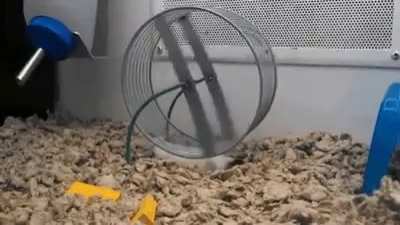 Forgot how to hamster