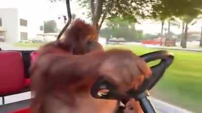 orangutan drives a golf car
