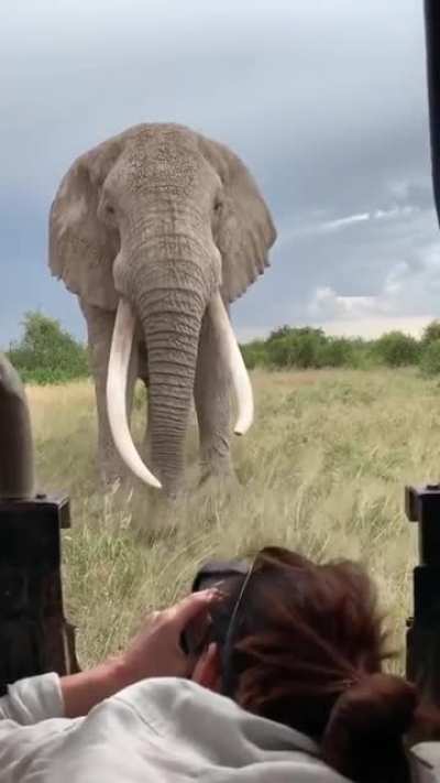 ? A majestic elephant