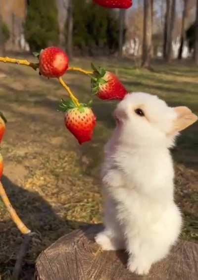 The cutest bunny eating strawberries?????