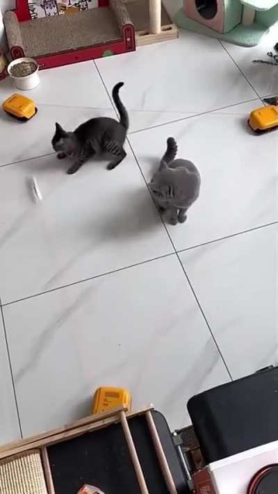 Cat Vs Particle Accelerator