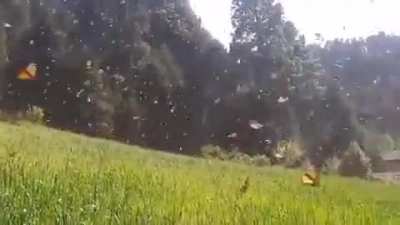 ? Mexico’s Monarch Butterfly Migration ?