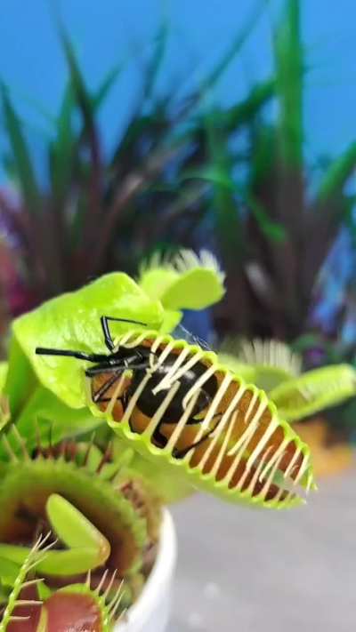 ?Venus Fly Trap Takes Down Black Widow