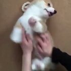 fluffer