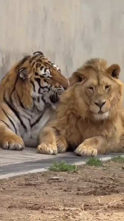 The tiger said, “I like my personal space,” and the lion replied, “I like it too!” ??
