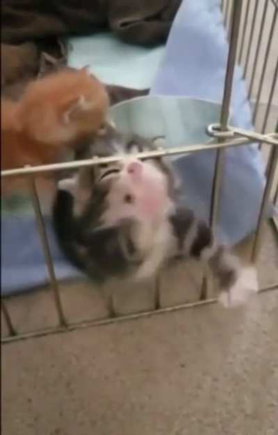How much is the bail out? ?