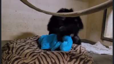 A Chimp was born a couple days ago at the Sedgwick County Zoo. He had trouble getting oxygen so had to be kept at the vet. This video shows mom reuniting with him after almost 2 days apart.