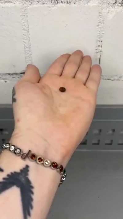The tiny egg and the life it produced
